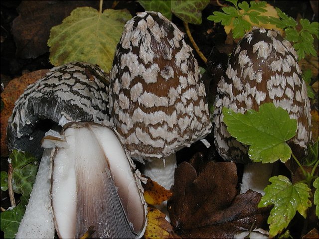 Coprinopsis picacea, Specht-Tintling