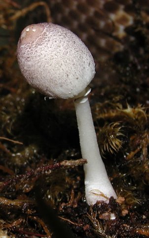 Leucocoprinus lilacinogranulosus, Lilaschuppiger Faltenschirmling