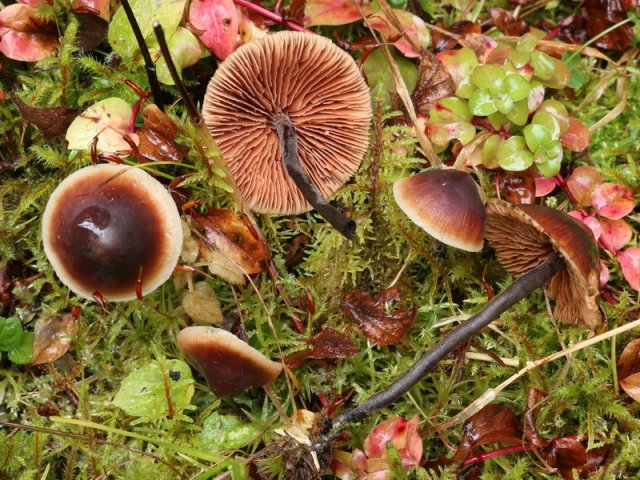 Macrocystidia cucumis, Gurkenschnitzling