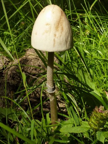 Panaeolus semiovatus, Ring-Düngerling