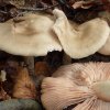 Entoloma sinuatum, Riesenrötling