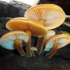 Flammulina velutipes, Samtfußrübling