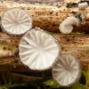Hohenbuehelia cyphelliformis, Schüsselförmiger Harpunenschwamm