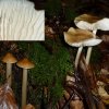 Hymenopellis radicata, Schleimiger Wurzelrübling