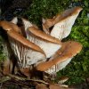 Lentinellus cochleatus, Anis-Zähling