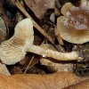 Meottomyces dissimulans, Winterschüppling