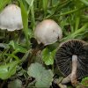 Panaeolina foenisecii, Heu-Düngerling