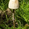 Panaeolus semiovatus, Ring-Düngerling