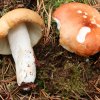Russula decolorans, Orangeroter Graustieltäubling