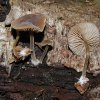Simocybe centunculus, Kleinsporiger Olivschnitzling