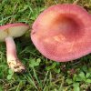 Tricholomopsis rutilans, Rötlicher Holzritterling
