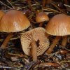 Tubaria furfuracea, Gemeiner Trompetenschnitzling