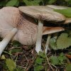 Volvopluteus gloiocephala, Größter Scheidling