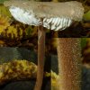 Xerula pudens, Braunhaariger Wurzelrübling